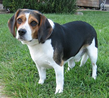 Cão beagle