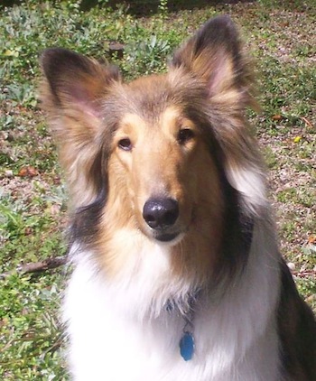 Cão collie
